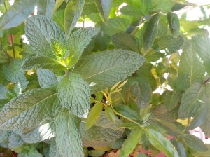 A riot of spearmint. 