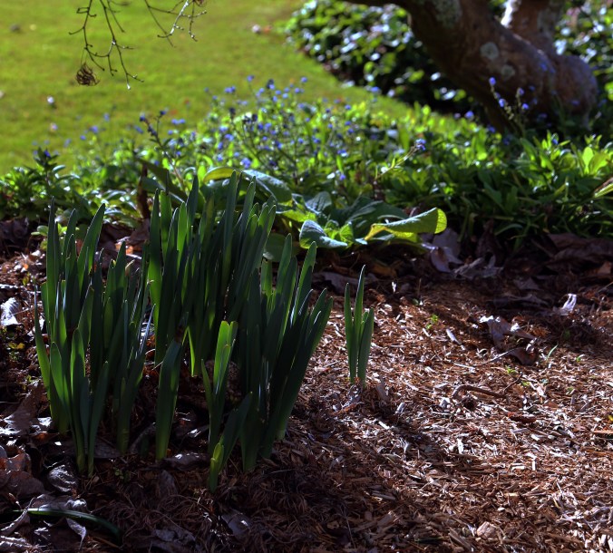 IMG_0993_MiltonPark_narcissus_300_closeup_9-7-17